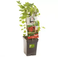 Ribes rubrum 'Rolan' (Rode Aalbes) fruitplant 60cm - afbeelding 2