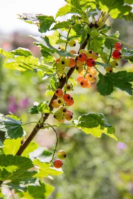Ribes rubrum 'Rolan' (Rode Aalbes) fruitplant 60cm - afbeelding 8