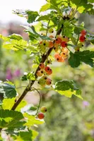Ribes rubrum 'Rolan' (Rode Aalbes) fruitplant 60cm - afbeelding 8