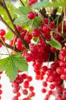 Ribes rubrum 'Rolan' (Rode Aalbes) fruitplant 60cm - afbeelding 9