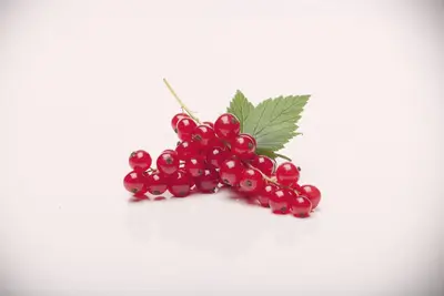 Ribes rubrum 'Rovada' (Rode Aalbes) fruitplant 60cm - afbeelding 5