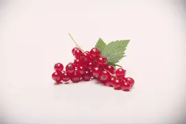 Ribes rubrum 'Rovada' (Rode Aalbes) fruitplant 60cm - afbeelding 5