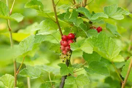 Ribes rubrum 'Rovada' (Rode Aalbes) fruitplant 60cm - afbeelding 7