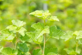 Ribes rubrum 'Rovada' (Rode Aalbes) fruitplant 60cm - afbeelding 9