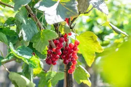 Ribes rubrum 'Rovada' (Rode Aalbes) fruitplant 60cm - afbeelding 10