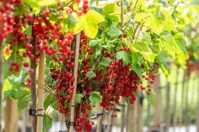 Ribes rubrum 'Rovada' (Rode Aalbes) fruitplant 60cm - afbeelding 12