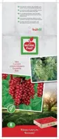 Ribes rubrum 'Rovada' (Rode Aalbes) fruitplant 60cm - afbeelding 3
