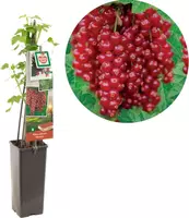 Ribes rubrum 'Rovada' (Rode Aalbes) fruitplant 60cm - afbeelding 1