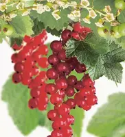 Ribes rubrum 'Rovada' (Rode Aalbes) fruitplant 60cm - afbeelding 2