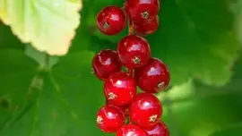 Ribes rubrum 'Rovada' (Rode Aalbes) fruitplant 60cm - afbeelding 5