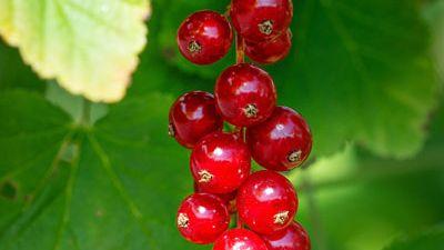 Ribes rubrum 'Rovada' (Rode Aalbes) fruitplant 60cm - afbeelding 4