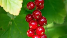 Ribes rubrum 'Rovada' (Rode Aalbes) fruitplant 60cm - afbeelding 4