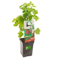 Ribes rubrum 'Rovada' (Rode Aalbes) fruitplant 60cm - afbeelding 1