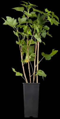 Ribes rubrum 'Rovada' (Rode Aalbes) fruitplant 60cm - afbeelding 6