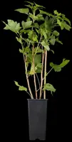 Ribes rubrum 'Rovada' (Rode Aalbes) fruitplant 60cm - afbeelding 6