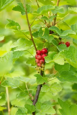 Ribes rubrum 'Rovada' (Rode Aalbes) fruitplant 60cm - afbeelding 8