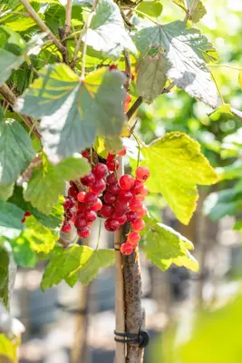 Ribes rubrum 'Rovada' (Rode Aalbes) fruitplant 60cm - afbeelding 11