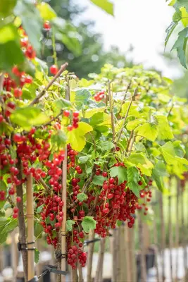 Ribes rubrum 'Rovada' (Rode Aalbes) fruitplant 60cm - afbeelding 13