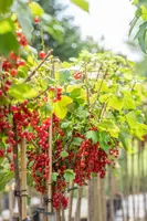 Ribes rubrum 'Rovada' (Rode Aalbes) fruitplant 60cm - afbeelding 13