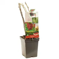 Ribes rubrum 'Rovada' (Rode Aalbes) fruitplant 60cm - afbeelding 2