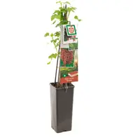Ribes rubrum 'Rovada' (Rode Aalbes) fruitplant 60cm - afbeelding 2