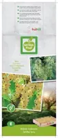 Ribes rubrum (Witte bes) fruitplant 60cm - afbeelding 3