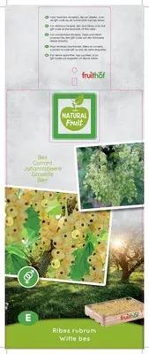 Ribes rubrum (Witte bes) fruitplant 60cm - afbeelding 3