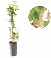Ribes rubrum (Witte bes) fruitplant 60cm - afbeelding 1