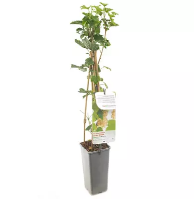 Ribes rubrum (Witte bes) fruitplant 60cm - afbeelding 2