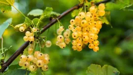 Ribes rubrum (Witte bes) fruitplant 60cm - afbeelding 2