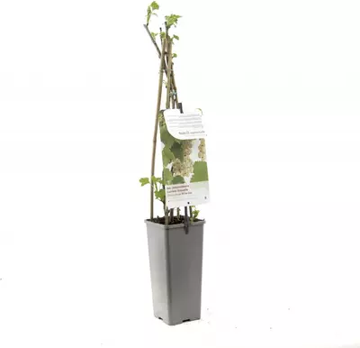 Ribes rubrum (Witte bes) fruitplant 60cm - afbeelding 3