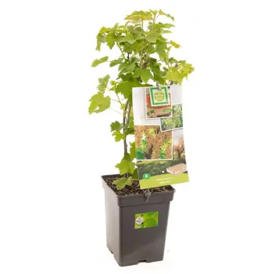 Ribes rubrum (Witte bes) fruitplant 60cm - afbeelding 1