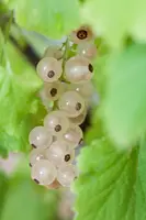 Ribes rubrum (Witte bes) fruitplant 60cm - afbeelding 5