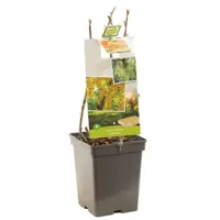 Ribes rubrum (Witte bes) fruitplant 60cm - afbeelding 2