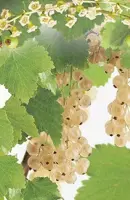 Ribes rubrum 'Witte Parel' (Witte bes) fruitplant 60cm - afbeelding 4