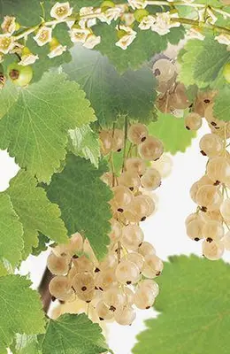 Ribes rubrum 'Witte Parel' (Witte bes) fruitplant 60cm - afbeelding 4