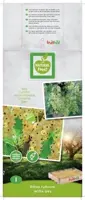Ribes rubrum 'Witte Parel' (Witte bes) fruitplant 60cm - afbeelding 3