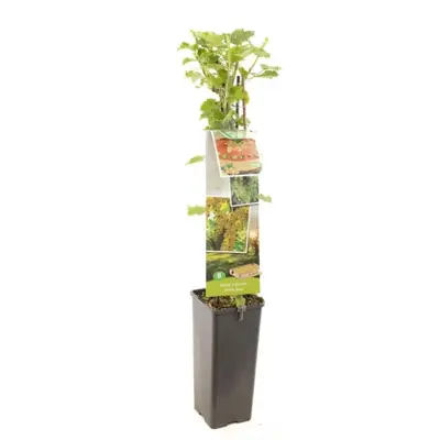 Ribes rubrum 'Witte Parel' (Witte bes) fruitplant 60cm - afbeelding 1