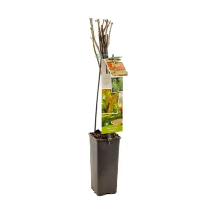Ribes rubrum 'Witte Parel' (Witte bes) fruitplant 60cm - afbeelding 2