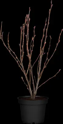 Ribes sanguineum 'King Edward VII' (Alpenbes 'King Edward VII') - afbeelding 3