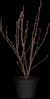 Ribes sanguineum 'King Edward VII' (Alpenbes 'King Edward VII') - afbeelding 3