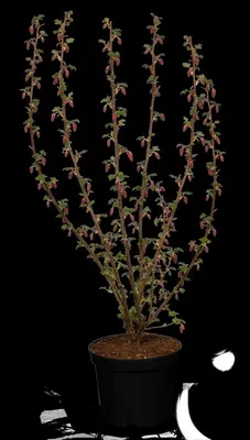 Ribes sanguineum 'King Edward VII' (Alpenbes 'King Edward VII') - afbeelding 22