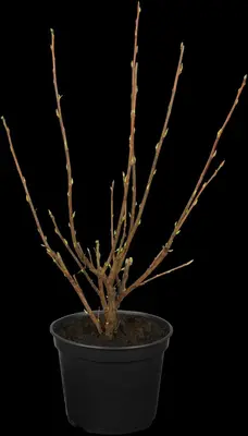 Ribes sanguineum 'King Edward VII' (Alpenbes 'King Edward VII') - afbeelding 1