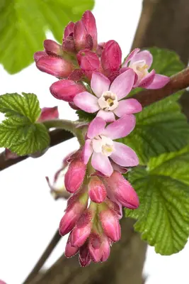 Ribes sanguineum 'King Edward VII' (Alpenbes 'King Edward VII') - afbeelding 2