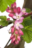 Ribes sanguineum 'King Edward VII' (Alpenbes 'King Edward VII') - afbeelding 2