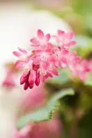 Ribes sanguineum 'King Edward VII' (Alpenbes 'King Edward VII') - afbeelding 5