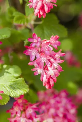 Ribes sanguineum 'King Edward VII' (Alpenbes 'King Edward VII') - afbeelding 6