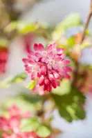 Ribes sanguineum 'King Edward VII' (Alpenbes 'King Edward VII') - afbeelding 8