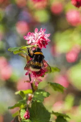 Ribes sanguineum 'King Edward VII' (Alpenbes 'King Edward VII') - afbeelding 9