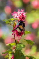 Ribes sanguineum 'King Edward VII' (Alpenbes 'King Edward VII') - afbeelding 10